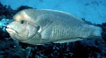  Coris bulbifrons (Doubleheader Coris Wrasse)